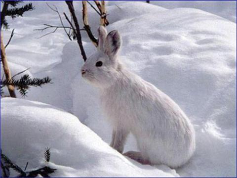 White rabbit in the snow