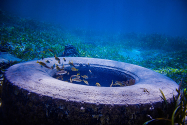 Seal Lions starvation and Starbucks