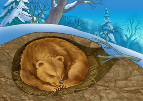 Hibernating Bear