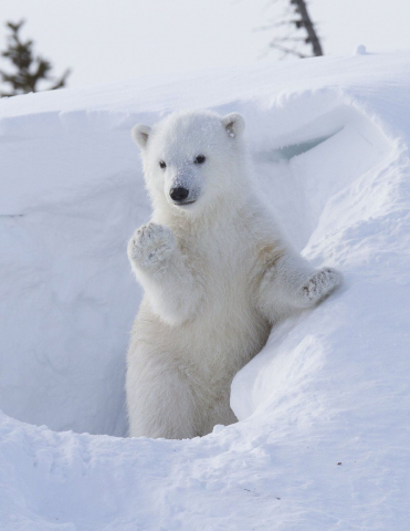 Polar bear in the snow