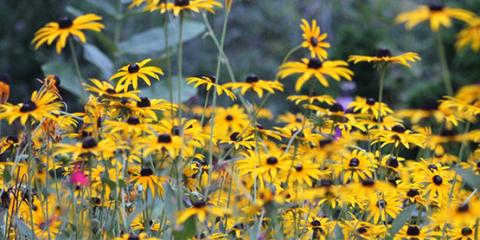 Photo of black-eyed Susan flowers.