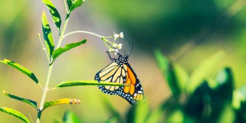 A photo of a monarch butterfly on a flower.