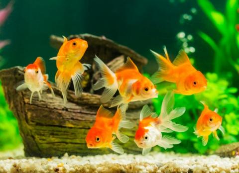 Goldfish in aquarium