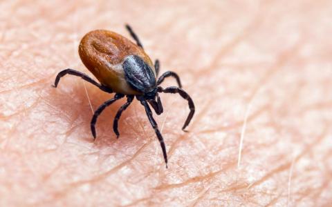 A close-up photo of a deer tick on human skin.