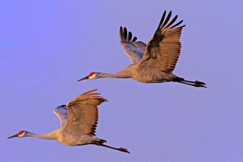 Migrating cranes