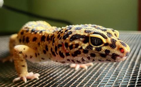 Gecko