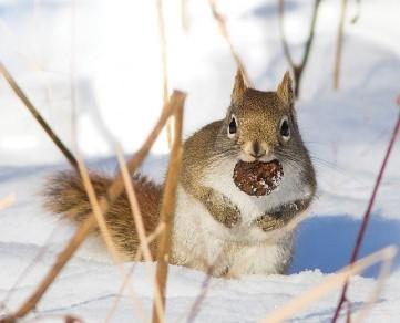 Squirrel in winter