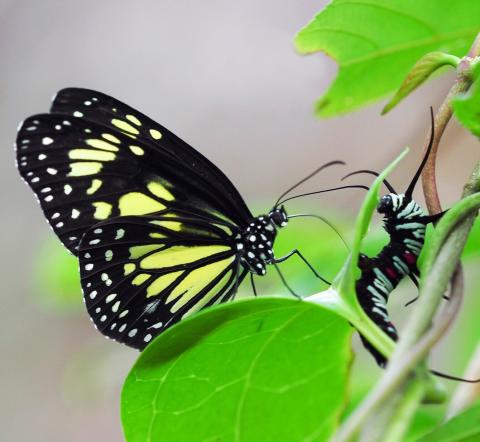 Butterfly and Caterpillar