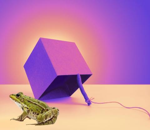 Hop To It - How to catch a toad