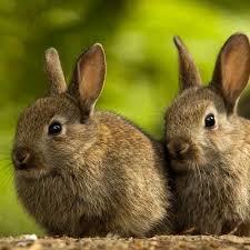 Bunnies