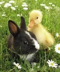 Rabbit and Duckling