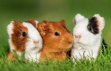 Three guinea pigs in grass