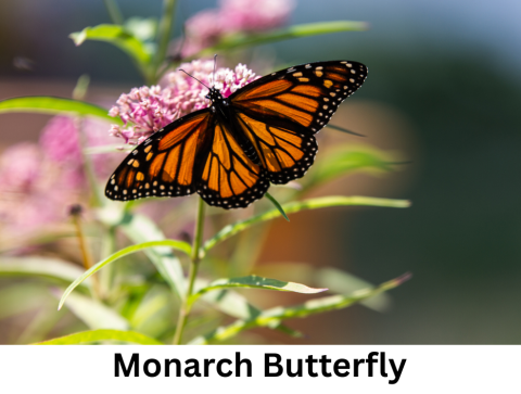 Monarch