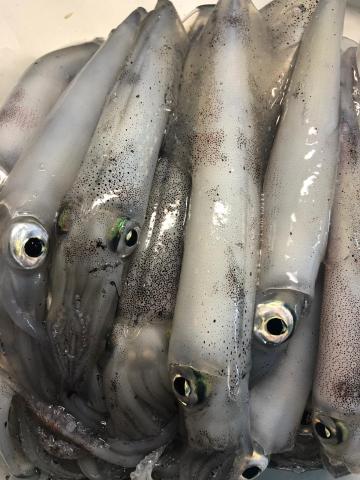 A photo of small fish.