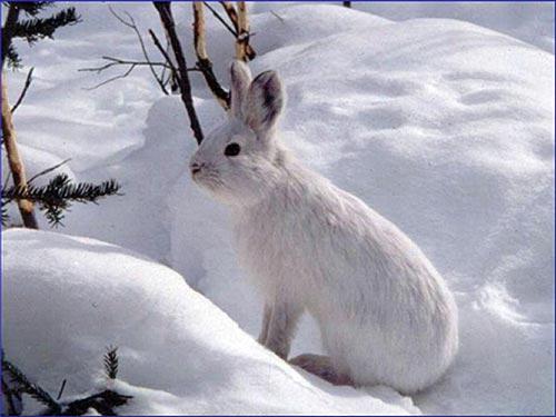 White rabbit in the snow