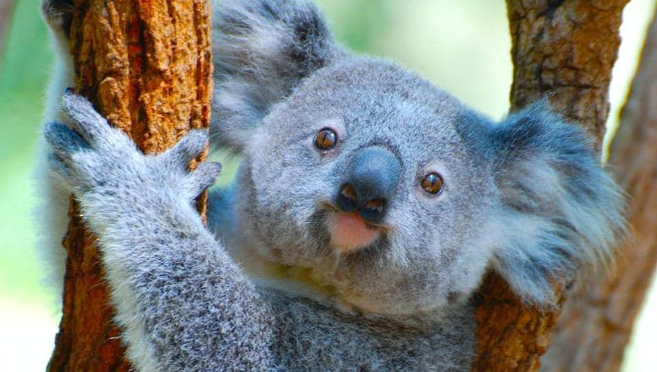 Koala