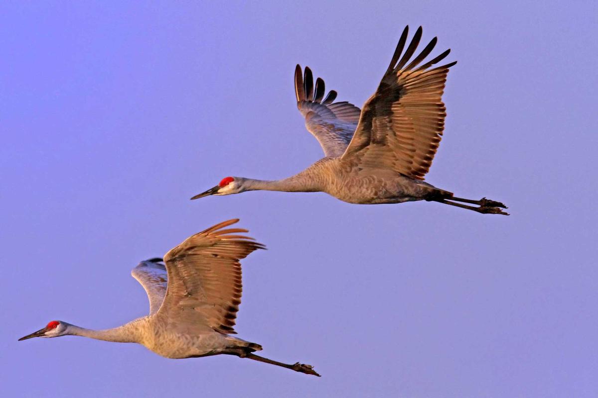 Migrating cranes