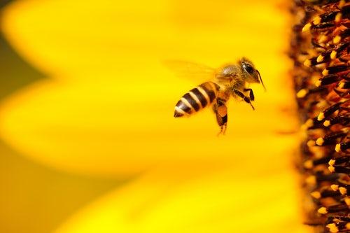 Hovering Bee