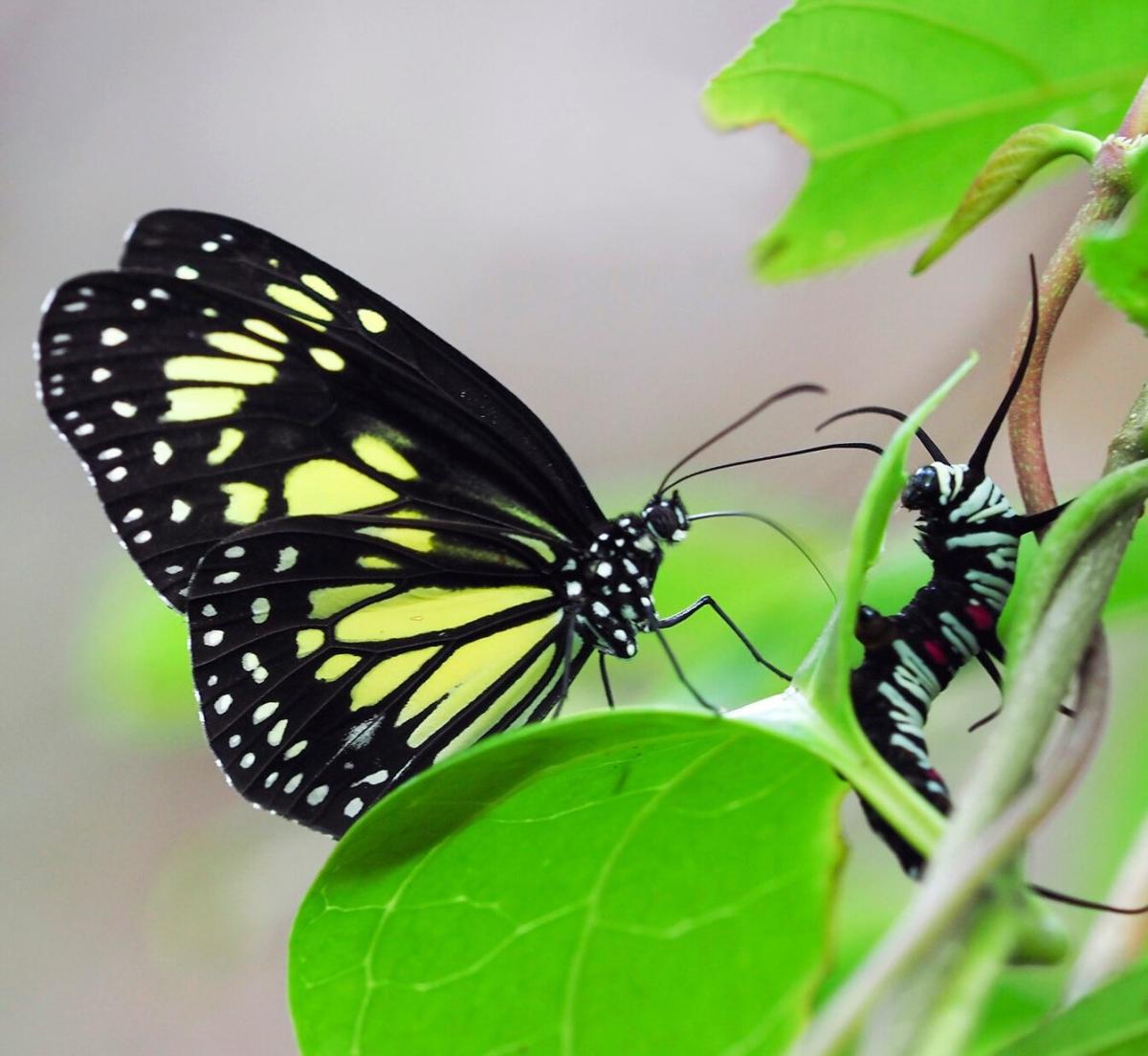 Butterfly and Caterpillar