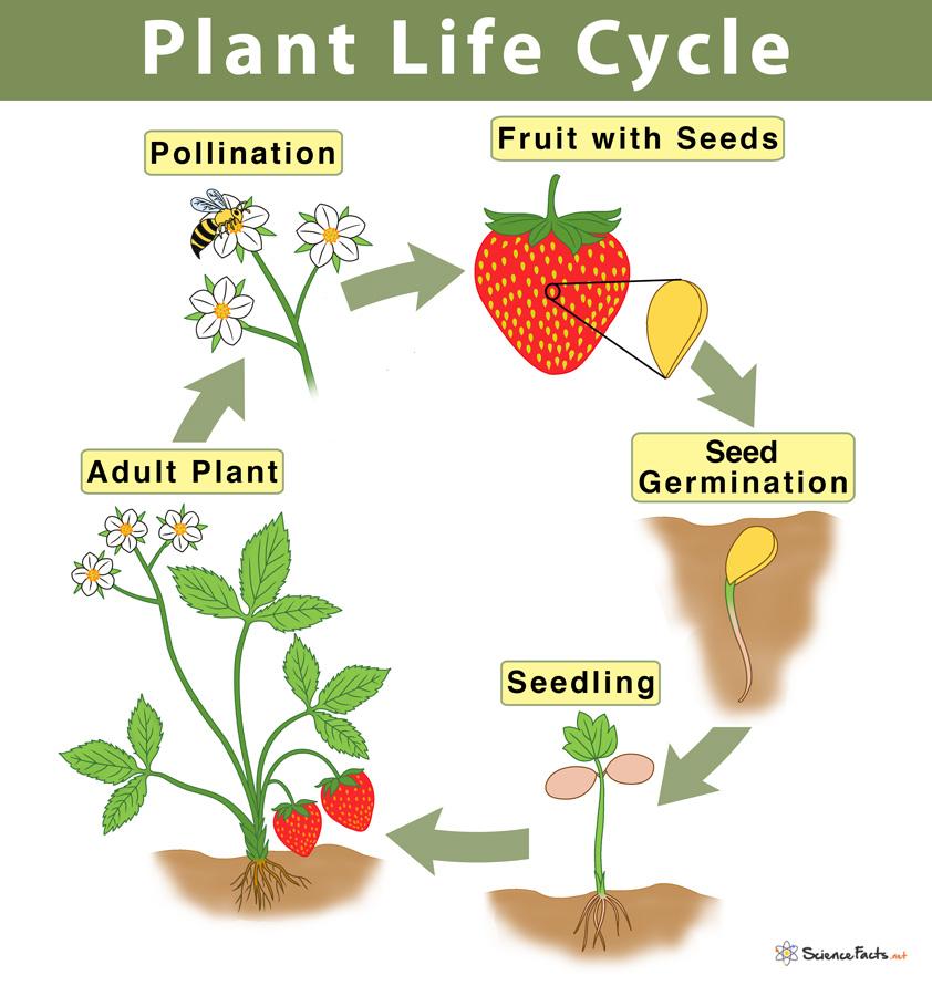 Plant Life Cycle