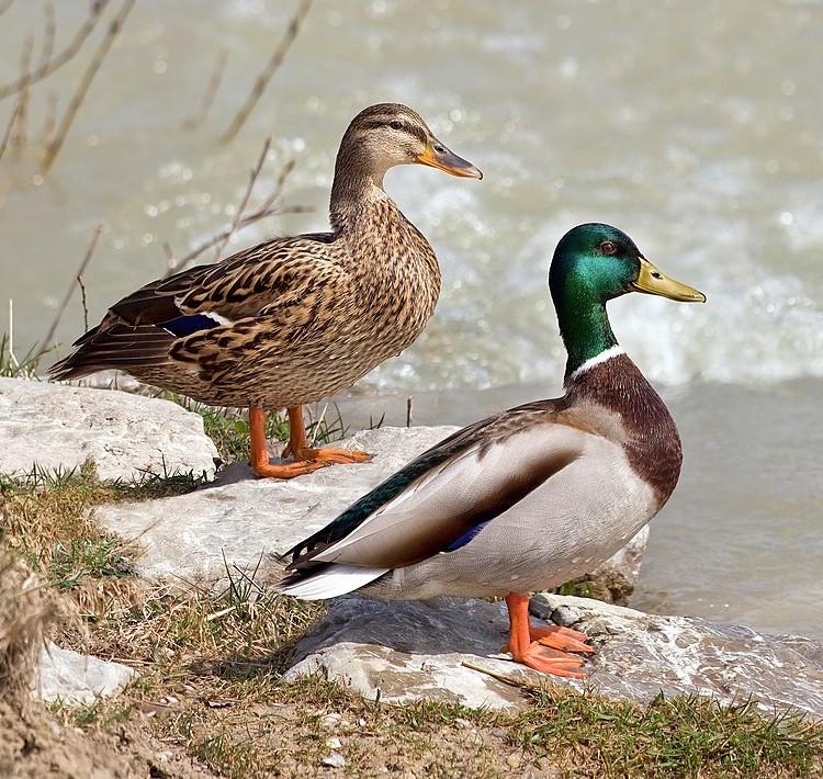 Two Ducks