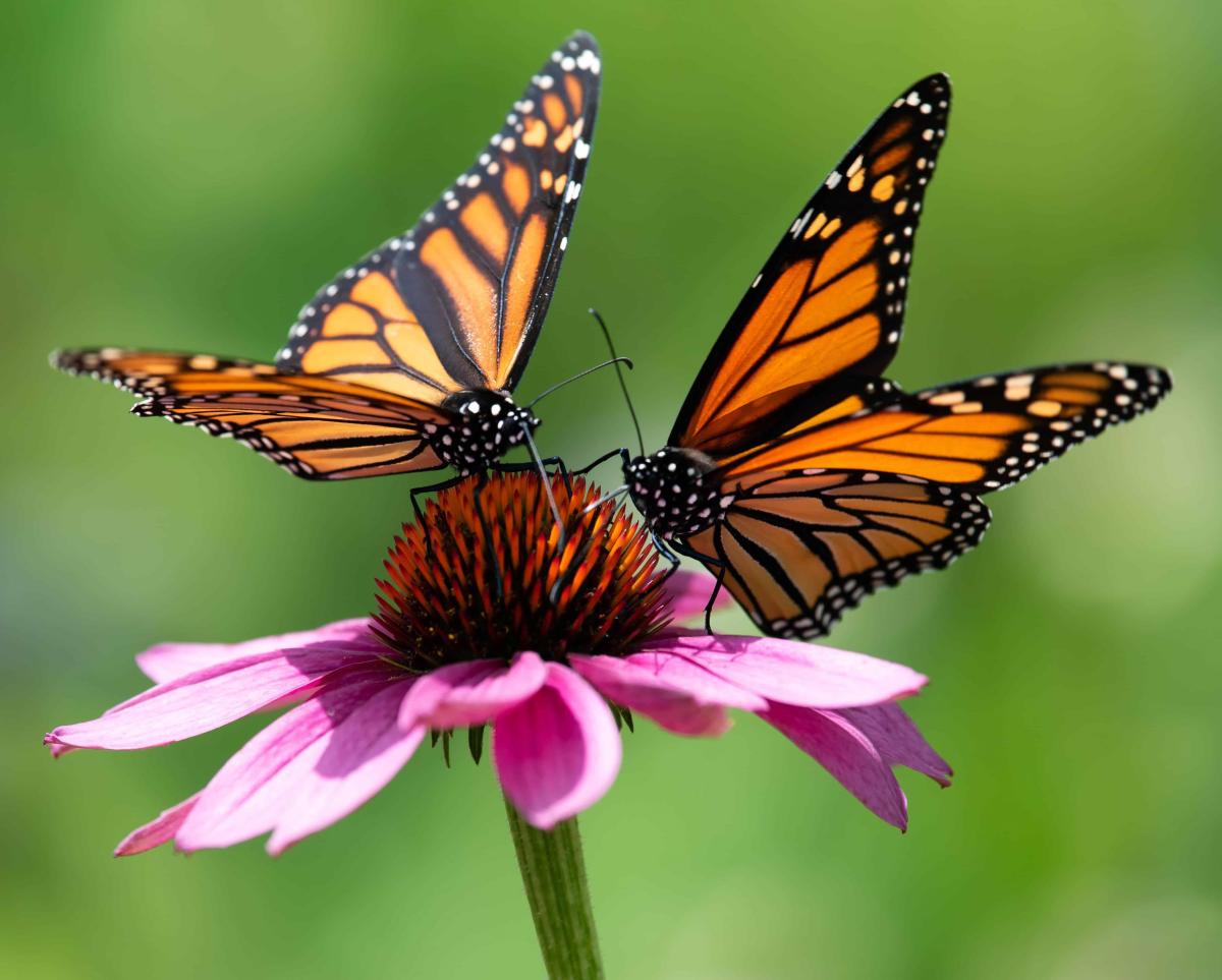 Two Monarch Butterflies