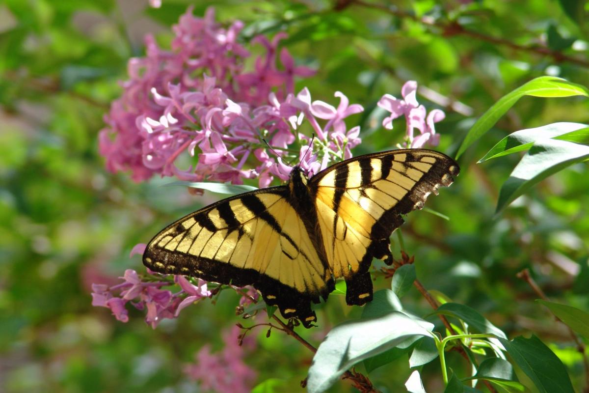 A color photo of a yellow butterfly on a pink flower.