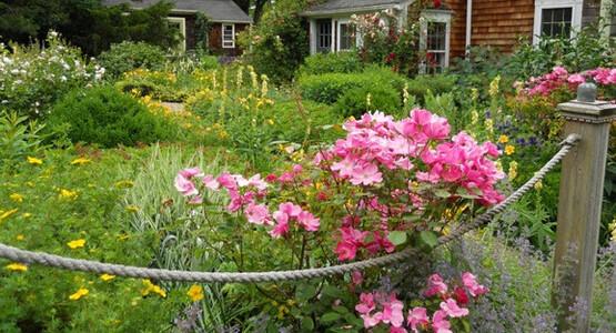 A color photo of flowers blooming in a garden.