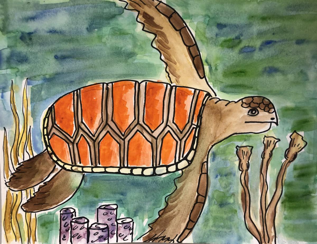 Sea Turtle drawing
