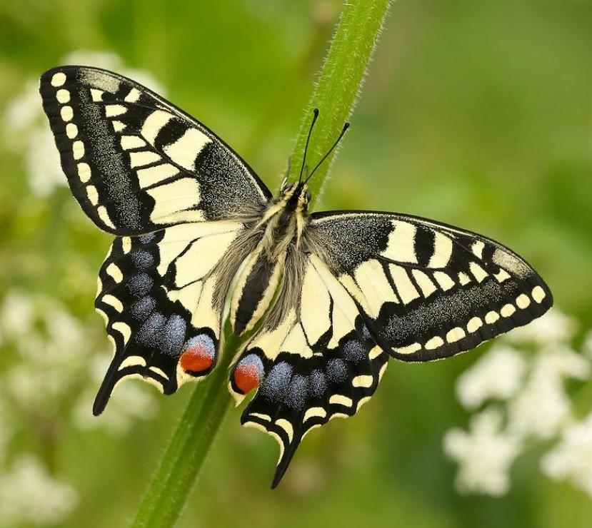 Swallowtail Butterfly